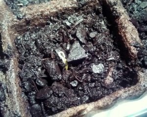 My first sprout!